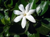 TIARE